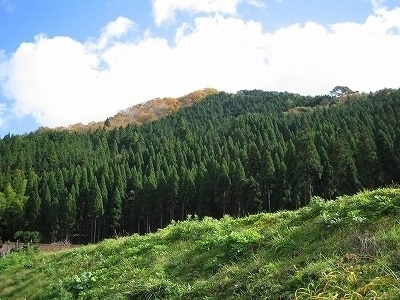 森林（もり）